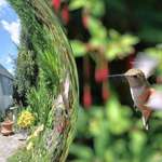 Hummingbird Angel & Gazing Ball