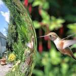 Hummingbird & Gazing Ball