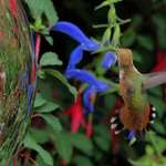 Hummingbird & Gazing Ball August 2007