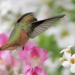 Hummingbird  Hovering above Flower Basket