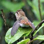 Hummingbird in Misting Spray, rests on Rhodo Leaf