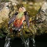 Hummingbird Laying in water bath
