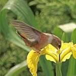 Hummingbird on Yellow Iris