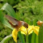 Hummingbird Visits Yellow Iris