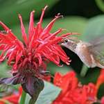 Hummingbird & Monarda/Bee Balm