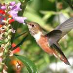 Hummingbird at Obedient Plant