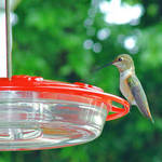 Hummingbird waiting to feed