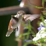 Hummingbird Pollen on Beak