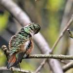 Hummingbird Preening