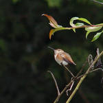 Hummingbird resting