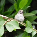 Hummingbird resting
