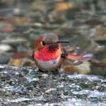 Rufous Hummingbird Bathing