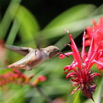 Hummingbird's Twirling Wings