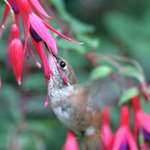 Hummingbird's Eye & Fuchsias