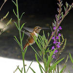Hummingbird - side view, note the tiny feet