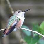 Hummingbird on Watch