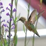 Hummingbird Wildflowers
