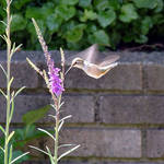 Hummingbird whirling wings
