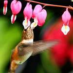 Hummingbird & Bleeding Hearts, wings stopped