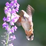 Worried Hummingbird