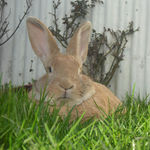 hun bun 2
