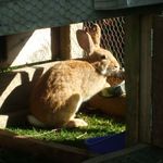 hun bun eating