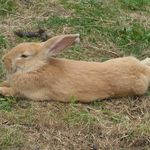 hun bun