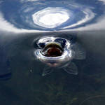 Hungry Large Mouth Bass