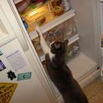 Bill's hungry