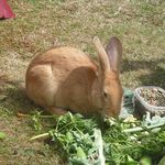 hunny bunny eating