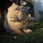 hunny bunny