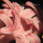 Hyacinth Macro