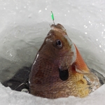 Ice Fishing Bluegill