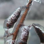 Ice Storm 2008