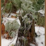 Ice