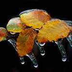 Ice Storm