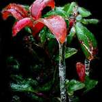 Ice Storm 8
