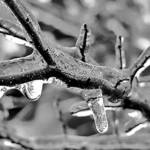 Icy Branch