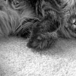 I know another kitty pic!