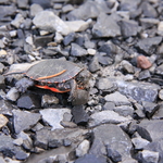First Day of Spring - Don't Step on Me!
