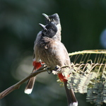Red Vented Bulbuls 2