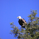 Bald Eagle over Lake Jean