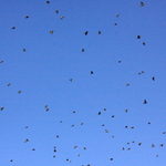 The Birds 1
