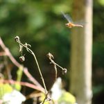 in flight