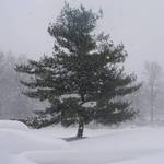 In the blizzard