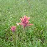 Indian Paintbrush