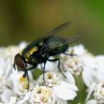 Green Fly