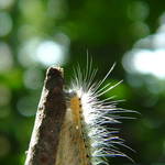 Caterpillar