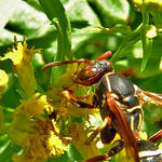 Hornet