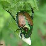 Japenese Beetle